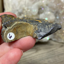 将图像加载到图库查看器中,Schalenblende Semi Polished Slice #06