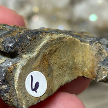 将图像加载到图库查看器中,Schalenblende Semi Polished Slice #06