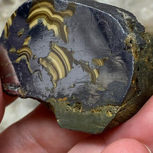 将图像加载到图库查看器中,Schalenblende Semi Polished Slice #07