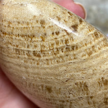 将图像加载到图库查看器中,<transcy>文石星团#03</transcy>