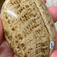 Load image into Gallery viewer, Brown Aragonite Pillow Palm Stone #02
