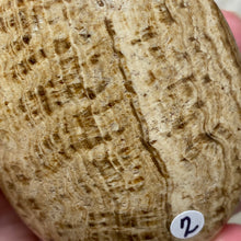 Load image into Gallery viewer, Brown Aragonite Pillow Palm Stone #02