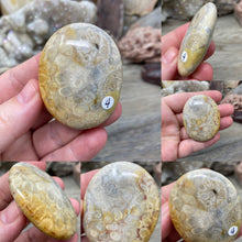 Load image into Gallery viewer, Fossilized Coral Pillow Palm Stones
