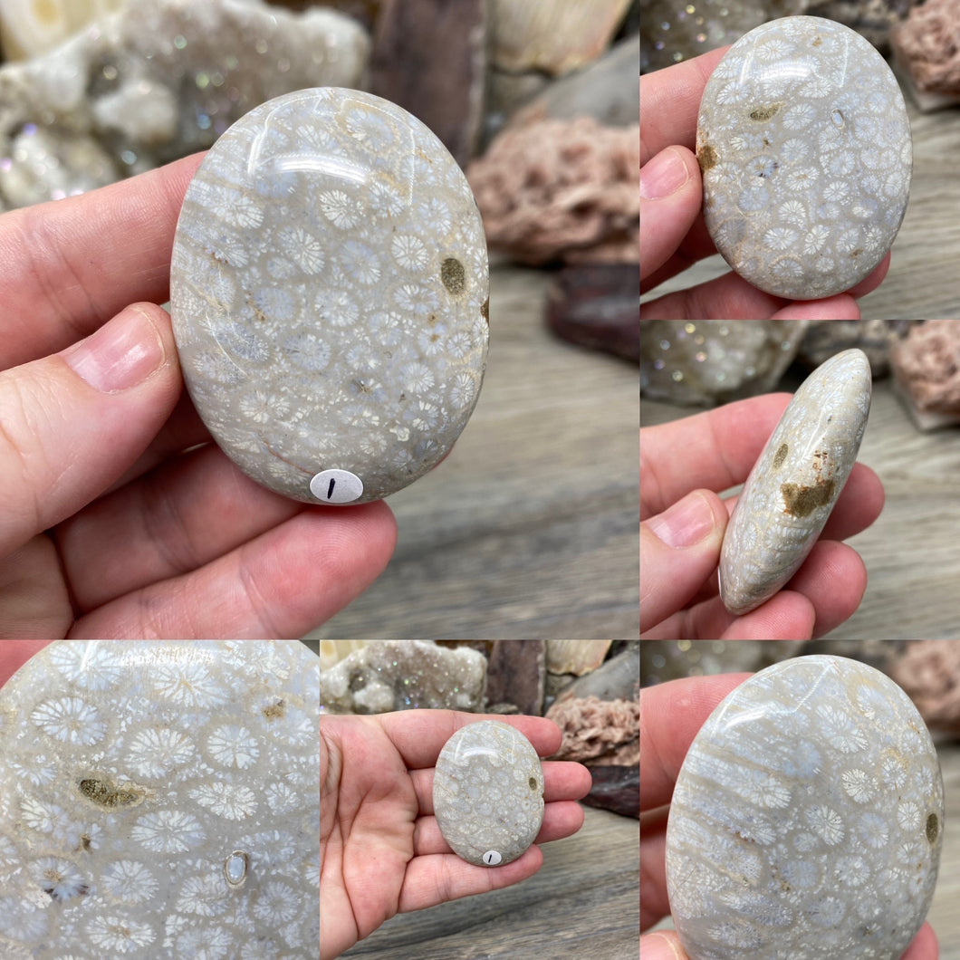 Fossilized Coral Pillow Palm Stones