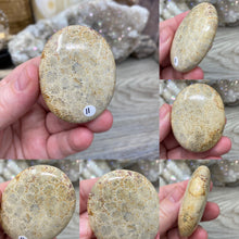 Load image into Gallery viewer, Fossilized Coral Pillow Palm Stones
