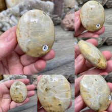 Load image into Gallery viewer, Fossilized Coral Pillow Palm Stones
