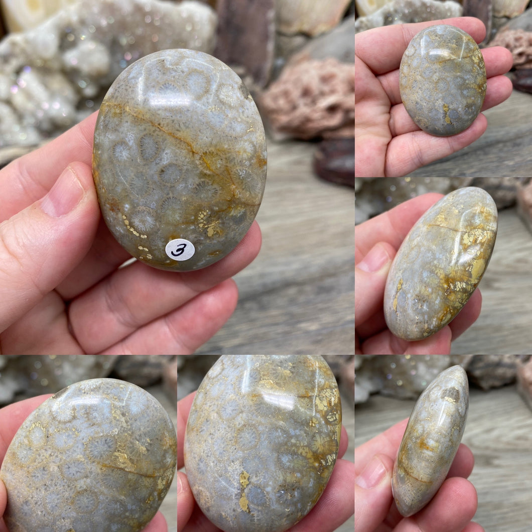 <transcy>化石珊瑚棕榈石 #01</transcy>