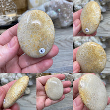 Load image into Gallery viewer, Fossilized Coral Pillow Palm Stones

