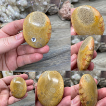 Load image into Gallery viewer, Fossilized Coral Pillow Palm Stones
