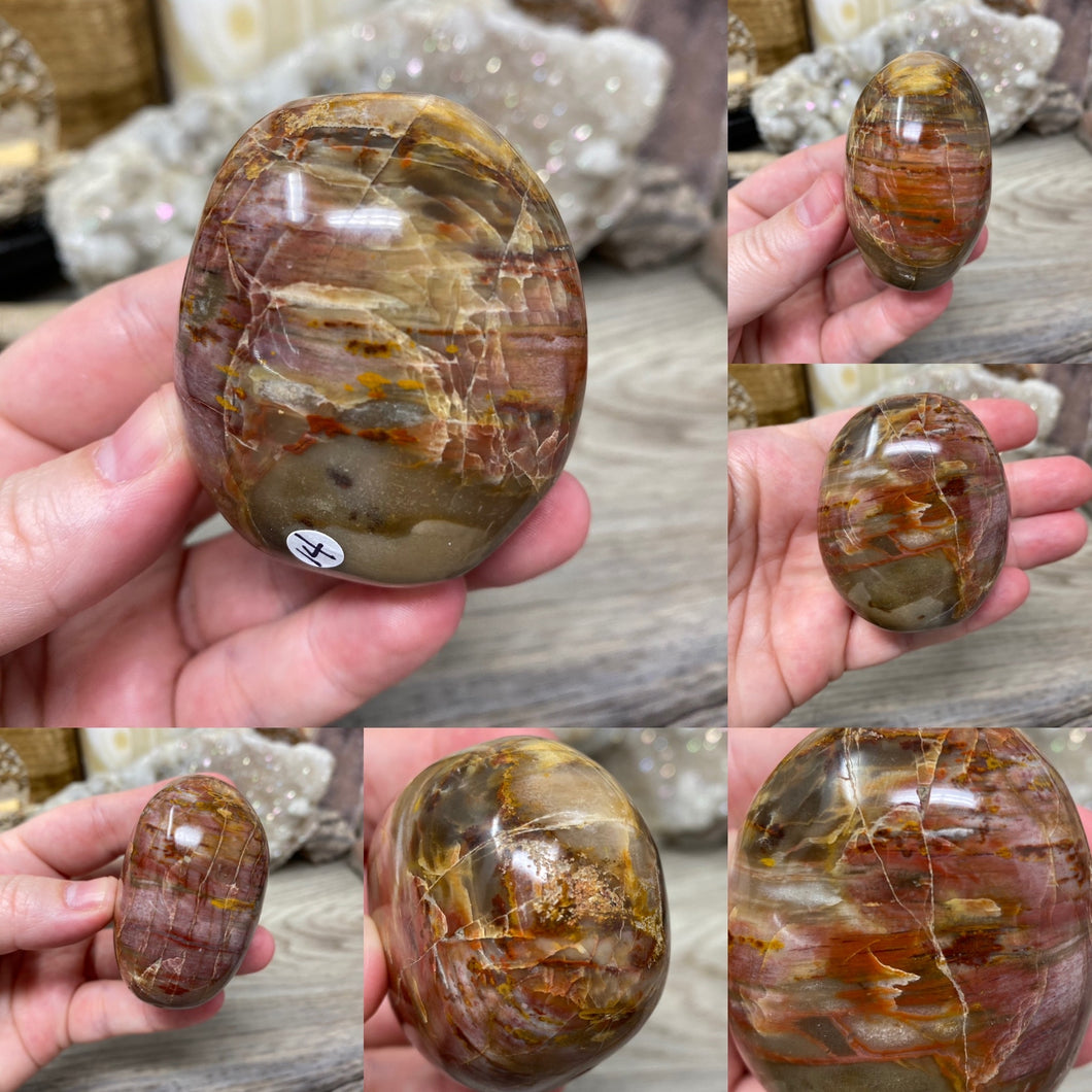 Petrified Wood Palm Stones