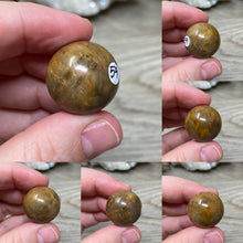 将图像加载到图库查看器中，Petrified Wood 22mm Spheres
