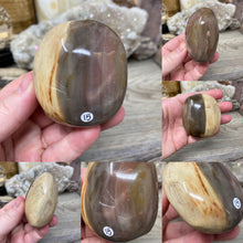 将图像加载到图库查看器中，&lt;transcy&gt;石化木棕榈石 #01&lt;/transcy&gt;

