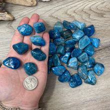 将图像加载到图库查看器中，Blue Apatite Medium Tumbles
