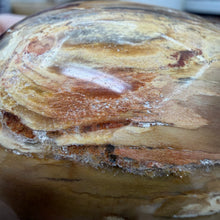 将图像加载到图库查看器中，Petrified Wood Large Egg
