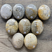 Load image into Gallery viewer, Fossilized Coral Pillow Palm Stones
