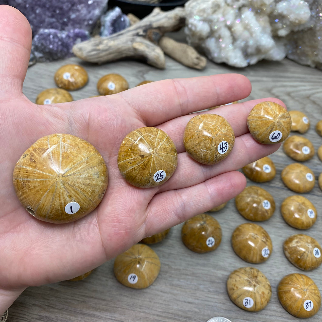 Sand Dollar Fossils