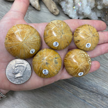 Bild in Galerie-Viewer laden, Sand Dollar Fossils
