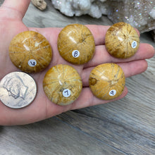 Bild in Galerie-Viewer laden, Sand Dollar Fossils
