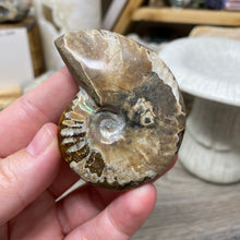 Load image into Gallery viewer, Ammonite Whole #02
