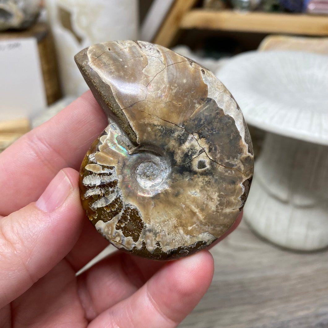 Ammonite Whole #02
