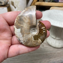 Load image into Gallery viewer, Ammonite Whole #02
