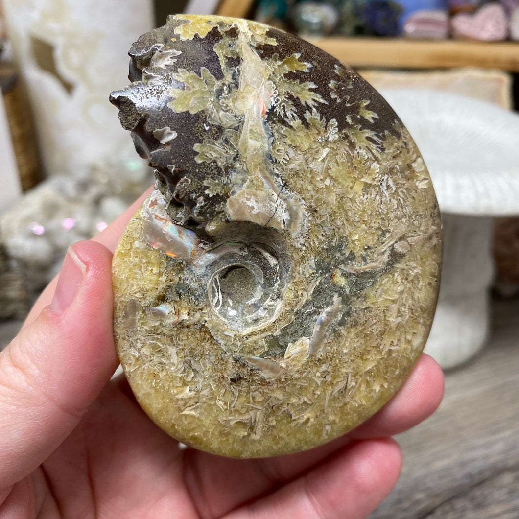 Ammonite Whole #08