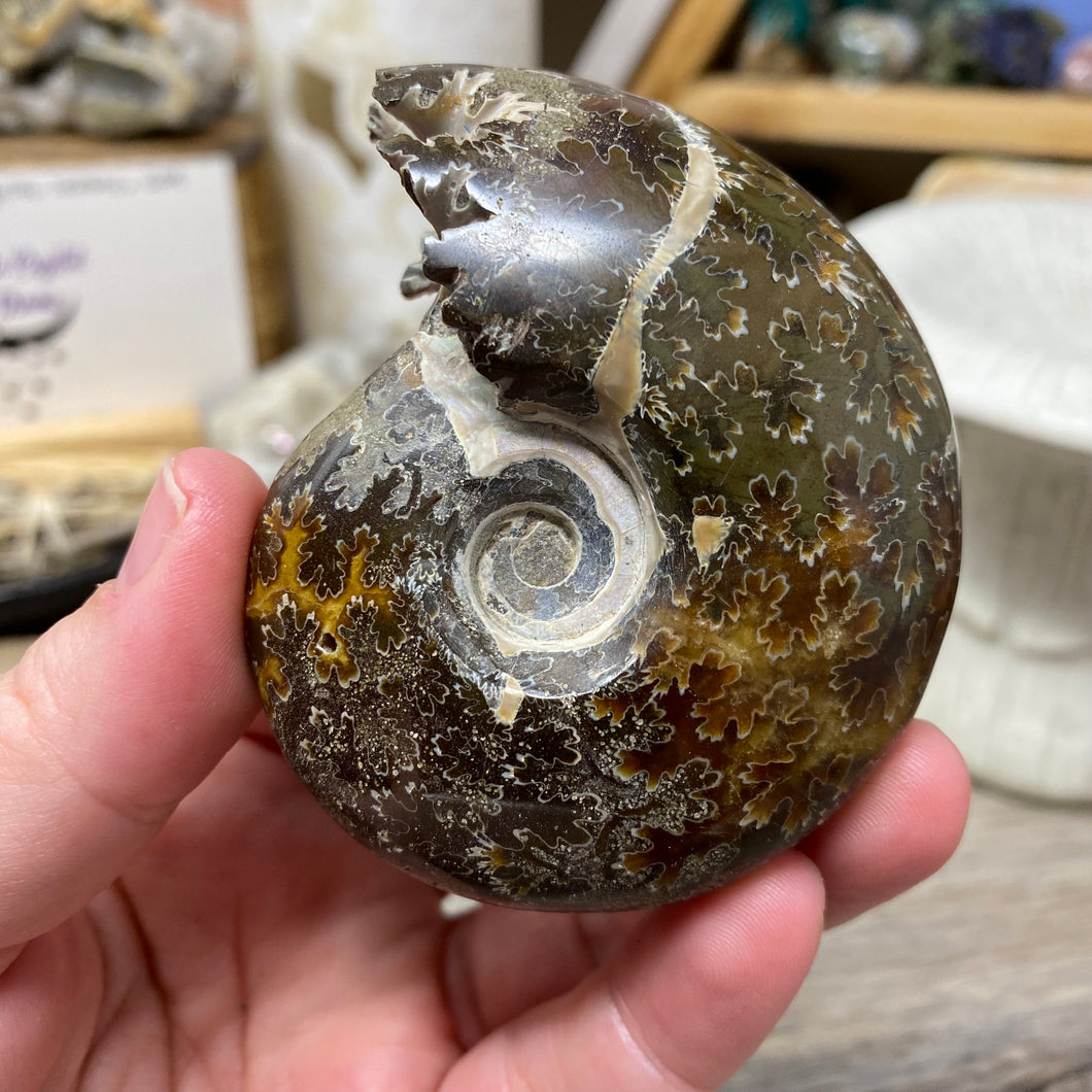 Ammonite Whole #09
