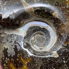 Load image into Gallery viewer, Ammonite Whole #09
