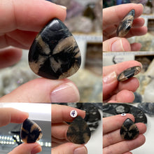 将图像加载到图库查看器中，Andalusite / Chiastolite Large Cabochons
