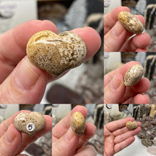 Load image into Gallery viewer, Picture Jasper Cartoon 1&quot; Hearts
