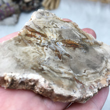 Load image into Gallery viewer, Petrified Wood Polished Slab #02
