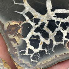 Cargar imagen en el visor de la galería, Septarian Nodule Pair #12
