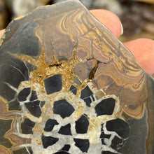 Load image into Gallery viewer, Septarian Nodule Pair #18
