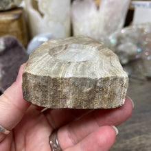 Load image into Gallery viewer, Petrified Wood Stand #10
