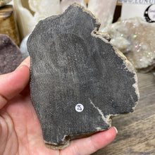 Load image into Gallery viewer, Petrified Wood Stand #24
