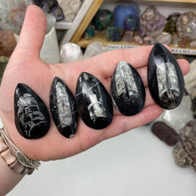 Load image into Gallery viewer, Orthoceras Small Palm Stones
