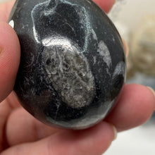 Bild in Galerie-Viewer laden, Orthoceras &amp; Goniatite Ammonite Egg #01
