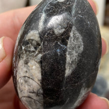 Load image into Gallery viewer, Orthoceras &amp; Goniatite Ammonite Egg #02

