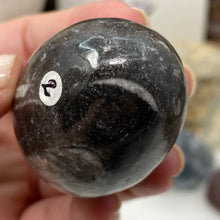Chargez l&#39;image dans la visionneuse de la galerie, Orthoceras &amp; Goniatite Ammonite Egg #02
