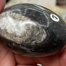 Bild in Galerie-Viewer laden, Orthoceras &amp; Goniatite Ammonite Egg #02
