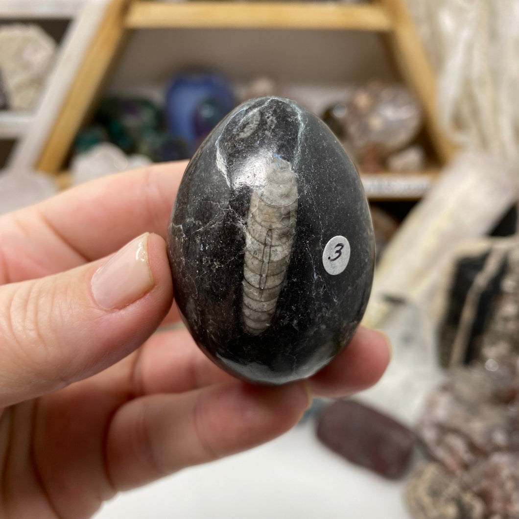 Orthoceras & Goniatite Ammonite Egg #03