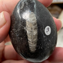 Bild in Galerie-Viewer laden, Orthoceras &amp; Goniatite Ammonite Egg #03
