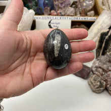 Load image into Gallery viewer, Orthoceras &amp; Goniatite Ammonite Egg #03
