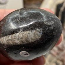 Bild in Galerie-Viewer laden, Orthoceras &amp; Goniatite Ammonite Egg #03
