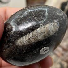 将图像加载到图库查看器中，Orthoceras &amp; Goniatite Ammonite Egg #03
