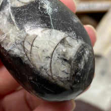 将图像加载到图库查看器中，Orthoceras &amp; Goniatite Ammonite Egg #04
