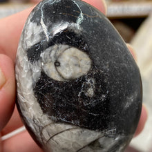 将图像加载到图库查看器中，Orthoceras &amp; Goniatite Ammonite Egg #04
