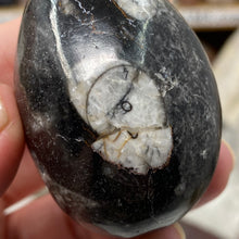 Load image into Gallery viewer, Orthoceras &amp; Goniatite Ammonite Egg #04
