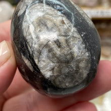 Load image into Gallery viewer, Orthoceras &amp; Goniatite Ammonite Egg #05
