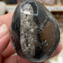 Load image into Gallery viewer, Orthoceras &amp; Goniatite Ammonite Egg #05
